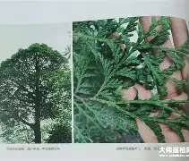 artist插画网站 artist插画网站